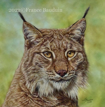 Lynx portrait - 34 hours
Brown Pastelmat
13" x 13"
Ref: Paul Lloyd